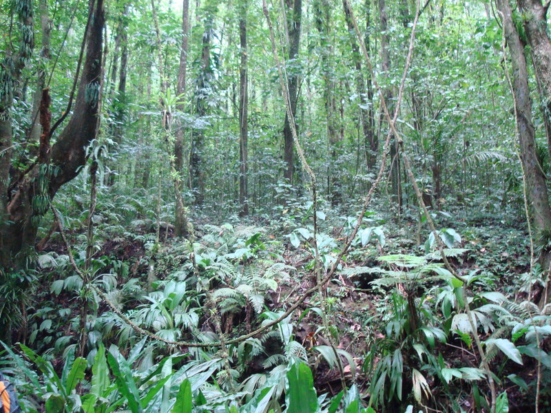 The Caribbean is very green. And creepery.