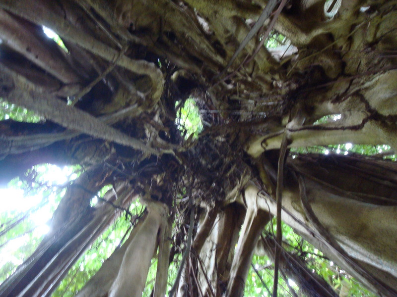 The tombstone of a tree